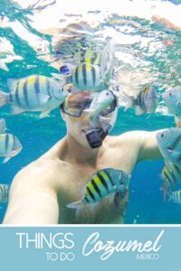 Man snorkeling in Cozumel surrounded by black and yellow fish - Pinterest Pin for things to do in Cozumel Mexico