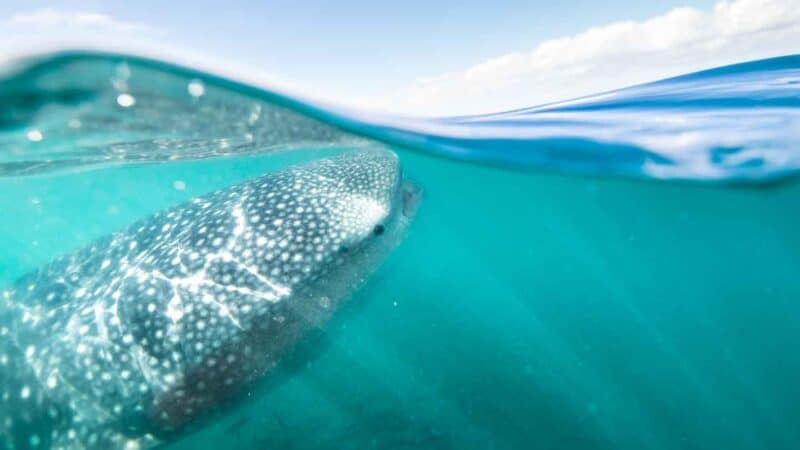 a large surfacing whale shark in Holbox Mexico - Summer whale shark season tour