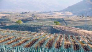 Agave field in Tequila Mexico