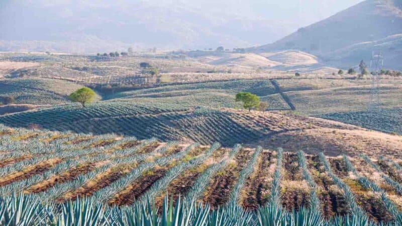 Agave field in Tequila Mexico