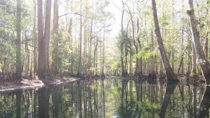 Cypress trees in the calm swap of the Everglades National Park during a Miami to Key West Road Trip