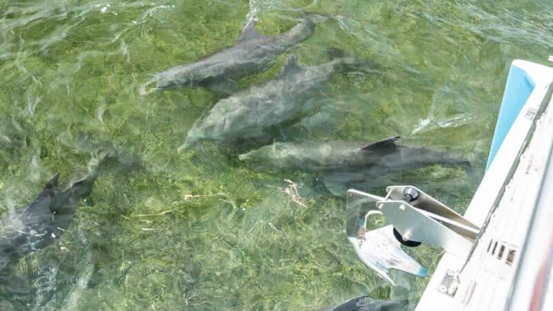 Group of dolphins swim in front of the Honest Eco electric boat in Key West - Top day trip in Key West