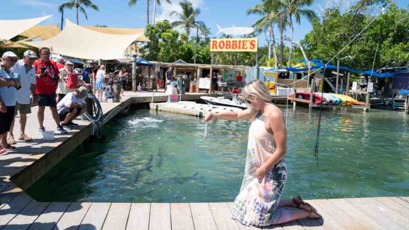 Woman feed Tarpon at Robbies in the florida Keys - Top things to do on a Key West Road Trip