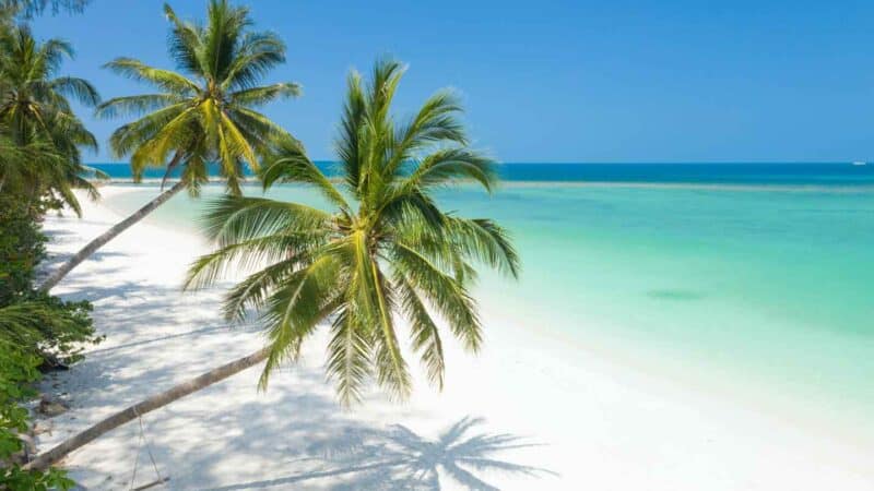 Palm trees on the beach in Thailand 