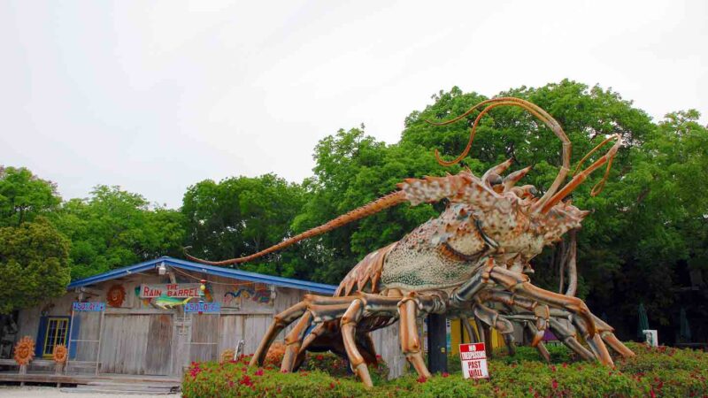 A statue of a giant lobster along Highway 1 the overseas highway to Key West at Rain Barrel 