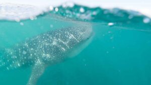 Whale Sharks in Cancun - Top things to do in Cancun