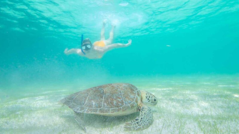 woman swimming with a sea turtle at Akumal Beach Mexico
