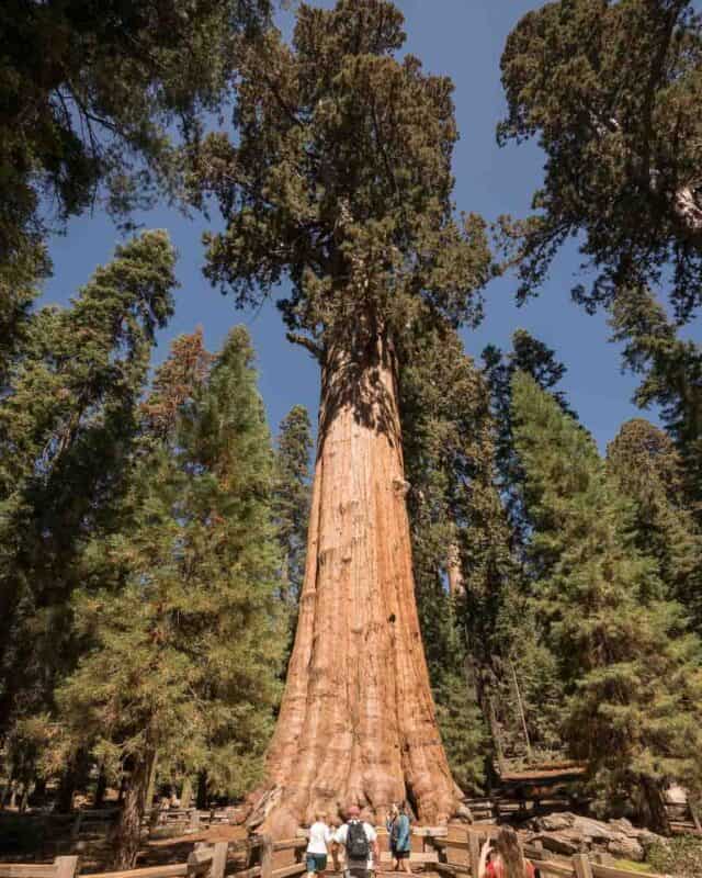 front view of the general sherman tree - Cali road trip