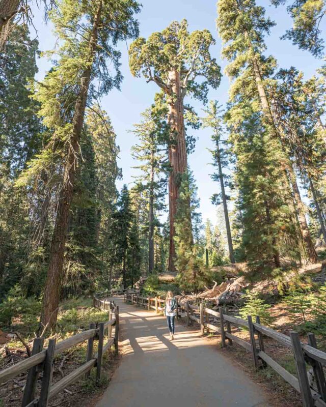 Woman walking on a path in front of Grant Tree at Kings Canyon National Park