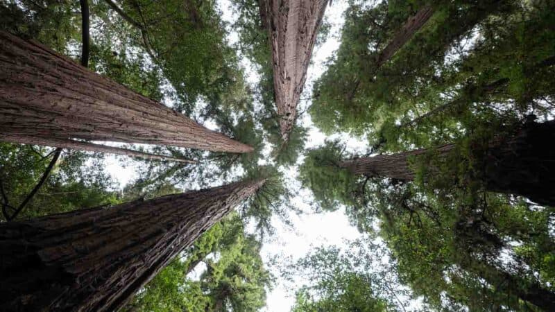 View looking up at Redwoods inside of Henry Cowell Redwoods Sate Park - Things to do in Santa Cruz