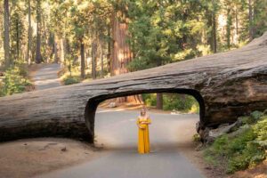 Woman standing in tunnel log inside of Sequoia National Park - California Road Trip