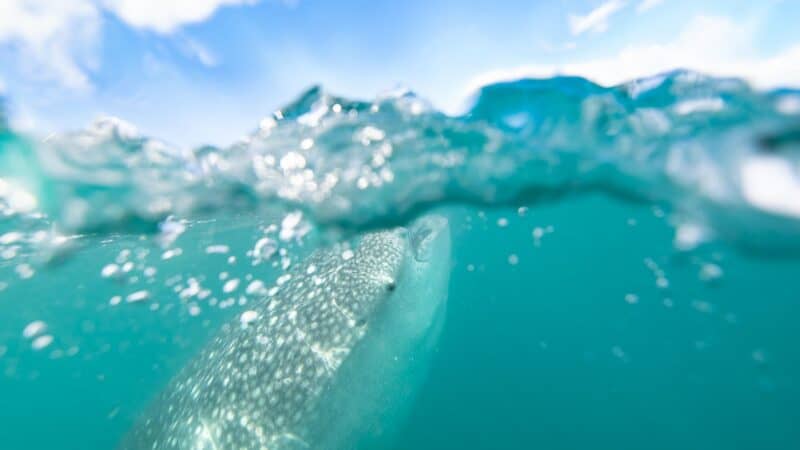 Whale shark surfacing while swimming in the Philippines - Top wildlife encounters in the Philippines