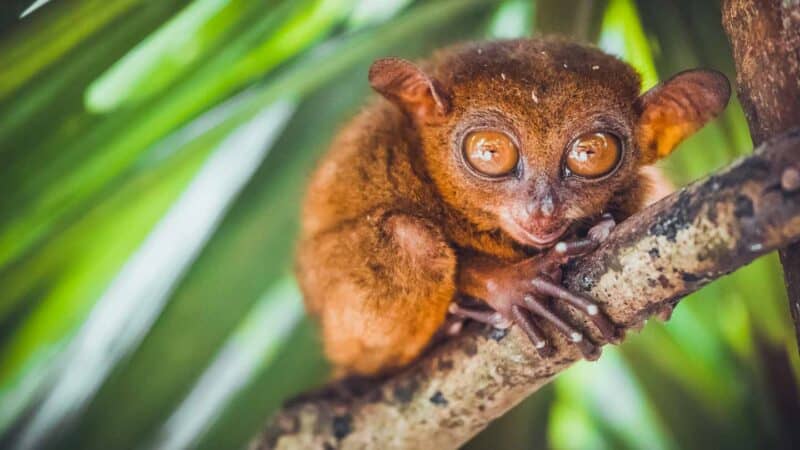 Tarsier Bohol Tarsier sanctuary, Philippines