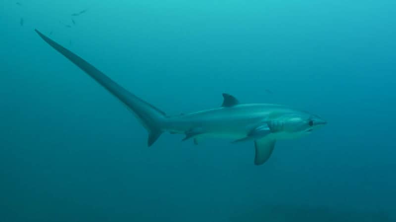 The long tailed Thresher Shark swims in the waters near Malapascua Island