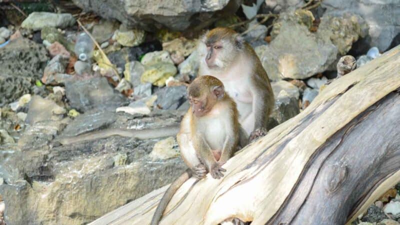 Two macaque monkey sitting on the beach on Monkey Beach