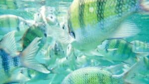 Yellow and black cluster of sergeant major fish while snorkeling in Koh Phi Phi Thailand