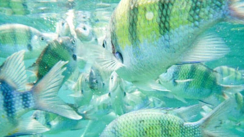 Yellow and black cluster of sergeant major fish while snorkeling in Koh Phi Phi Thailand