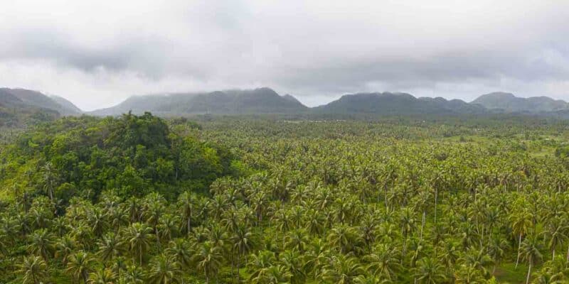 Thousands of palm trees with mountains in the background as seen from the Palm road view point in Siargao - Must see tourist attractions in siargao