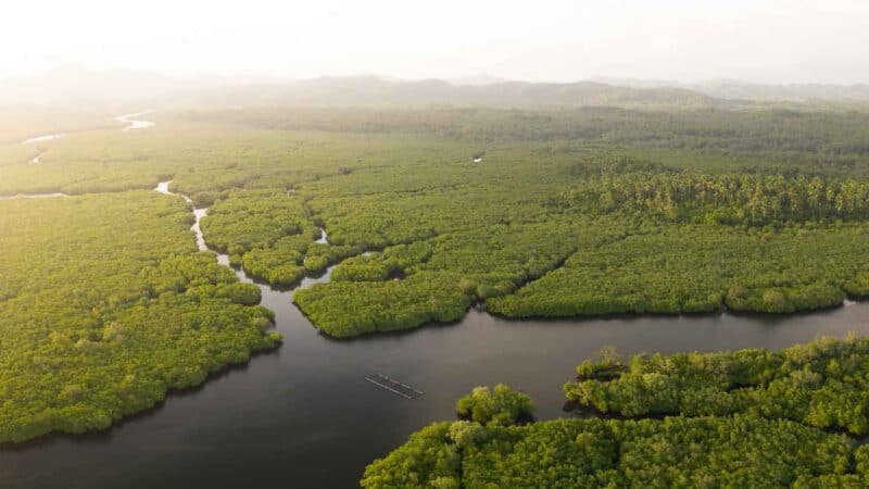 Sunset over a river surrounded by mangroves - Top things to do in Siargao