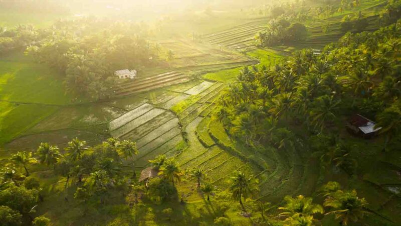 Golden sunset over the rice terraces of Siargao island Philippines - Things to see in Siargao