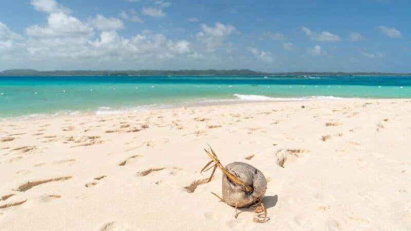 Coconut growing on the beach of Daku Island in the white sand