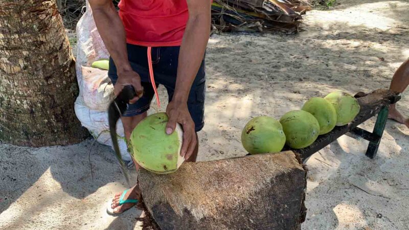 man cutting green young cocnuts on the beach of daku Island