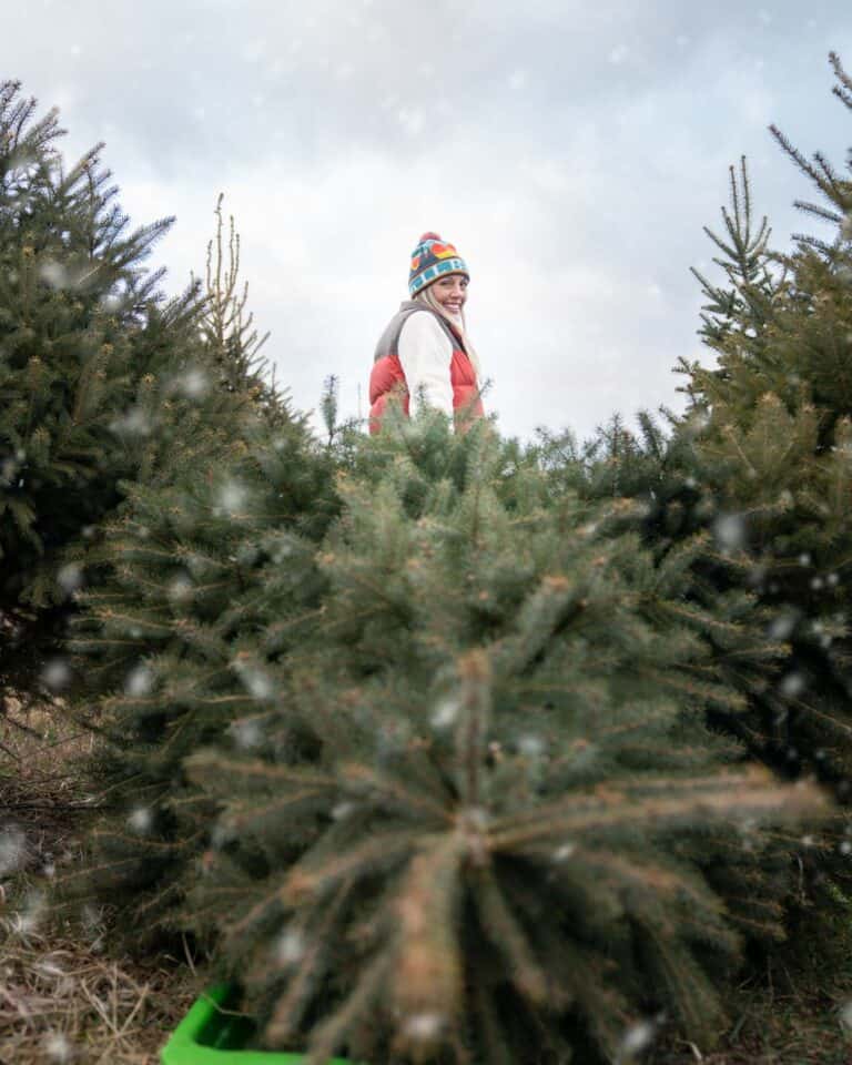 11 Christmas Tree Farms In Wisconsin - Cut Your Christmas Tree