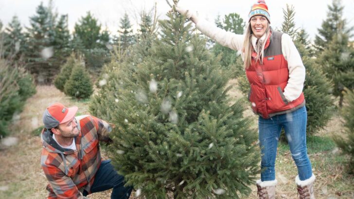 11 Christmas Tree Farms in Wisconsin – Cut Your Christmas Tree