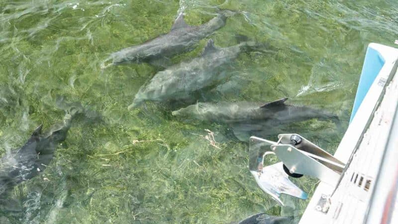 a pod of dolphins surround a boat bow during a dolphin tour in Destin Florida