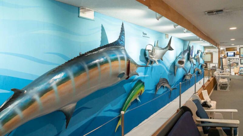 Wall of fish mounts at the Destin Fishing Museum - a blue marlin primarily shown