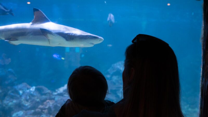 Shark swimming by a woman and child at an Aquarium in Destin Florida
