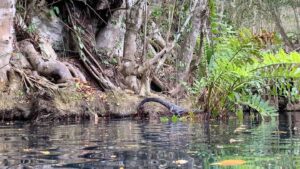 a small resident Cayman (Alligator Family) rests on the edge of Cenote Angelita