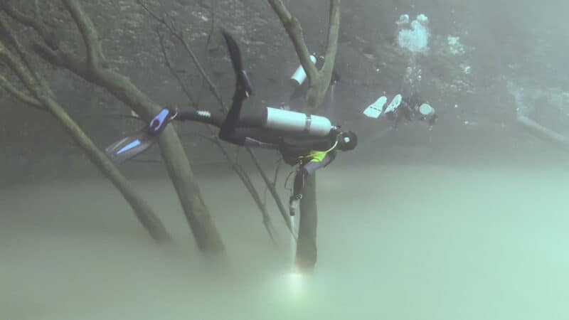 divers exploring the lower section of Cenote Angelita with dead trees at 30 meters depth