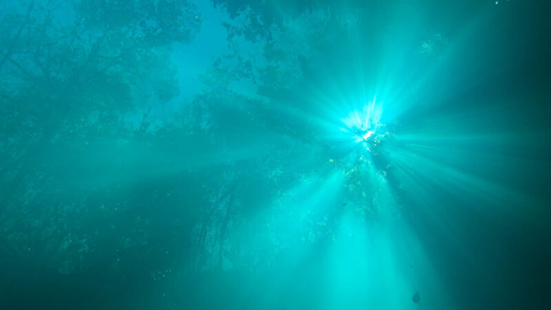 a view looking up at light beams filtering through the blue green waters of Cenote Angelita