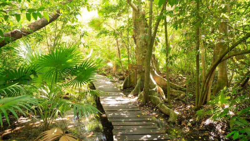 stone step pathway at Muyil ruins - Mayan Ruins near Tulum