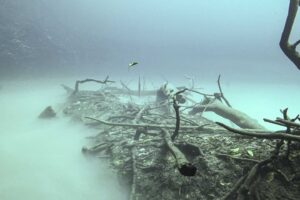 View of the Talus Cone or Debris pile with skeleton trees in Cenote Angelita surrounded by hydrogen sulfide cloud