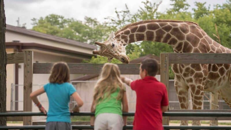 kids at the Henry Villas zoo in Madison Wisconsin