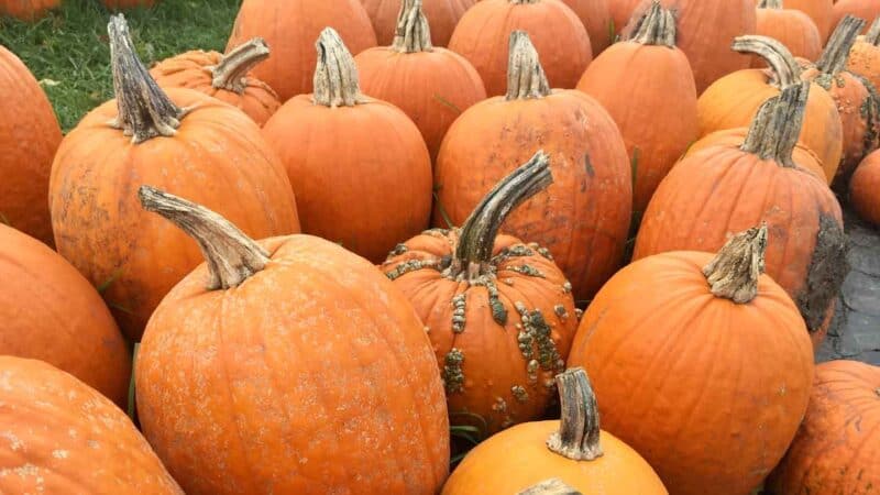 pumpkin patch pile of pumkins