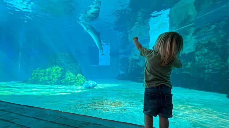 young boy looks at a rescued dolphin at the Clearwater Marine Aquarium - Best things to do wiith kids in Clearwater Florida