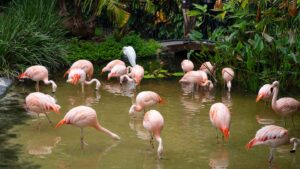 A group of flamingos hunt for food in a pond at the Sunken Gardens of st Petersburg Florida - Tourist Activities