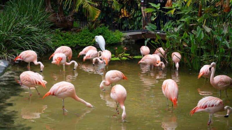 A group of flamingos hunt for food in a pond at the Sunken Gardens of st Petersburg Florida - Tourist Activities 