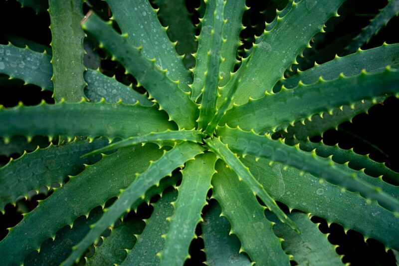 close up view of a green spiky plant at the Florida Botanical Gardens - Places to visit in Clearwater Beach