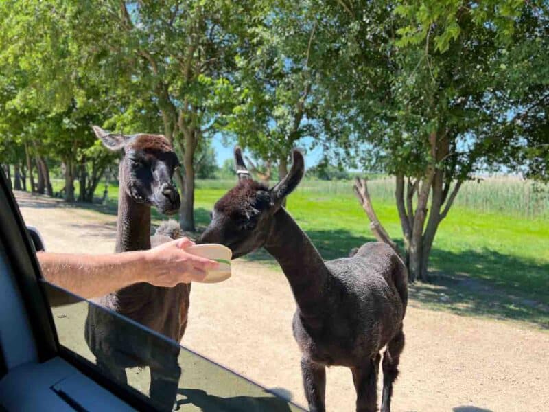 feeding animals at Safari Lake Geneva