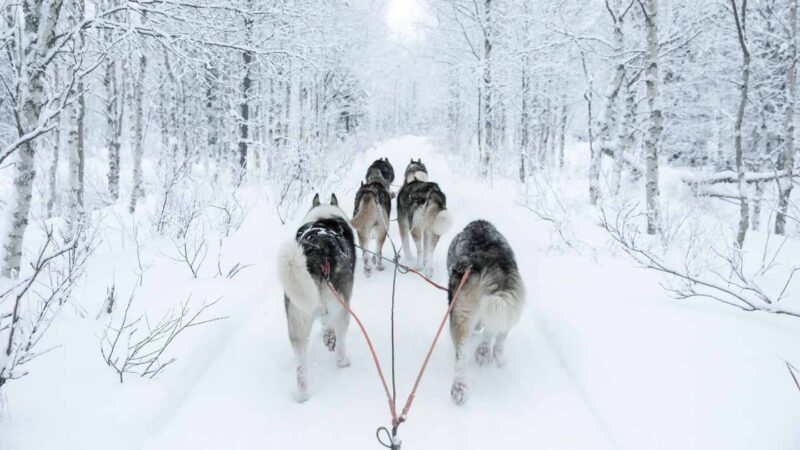 team of sled dogs in Talkeetna Alaska - Tourist attractions