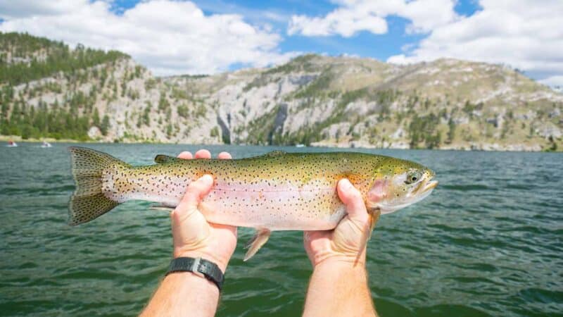 man holding a trout caught fishing in Talkeetna Alaska - Things to do