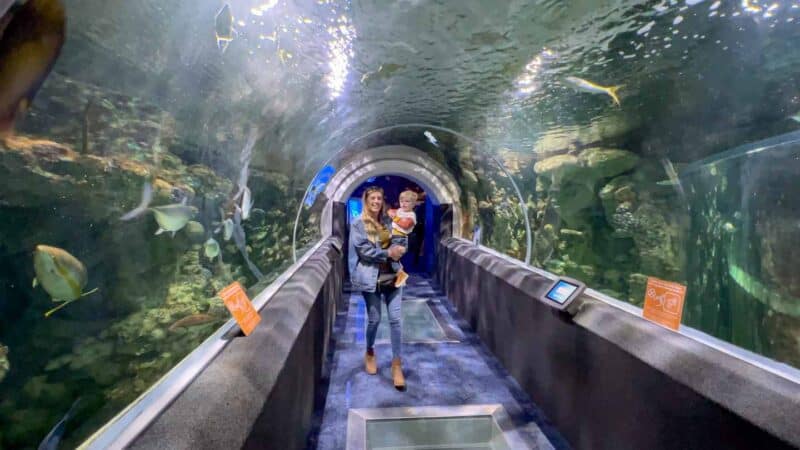 Woman and boy standing in the walkthrough aquarium tunnel at the Discovery World Museum in Milwaukee wisconsin