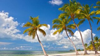 swaying palm trees on one of the best beaches in Key West