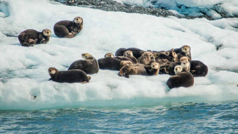 Sea otters on iceburg in Whittier Alaska
