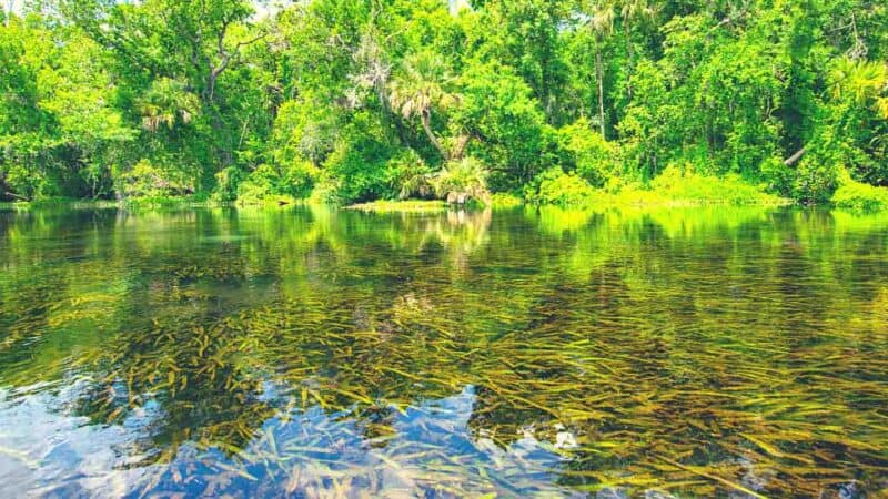 Alexander Springs is a popular tourist destination for natural springs in Florida and is part of the Ocala National Forest.