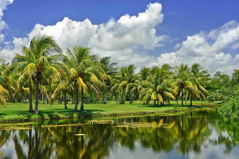 Palm trees reflecting in a still pond at the Fairchild Tropical Botanic Garden